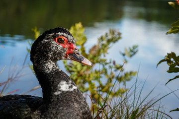 Beautiful elegant duck sitting near a lake