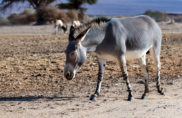 Somali wild donkey (Equus africanus). This species is extremely rare both in nature and in captivity. 