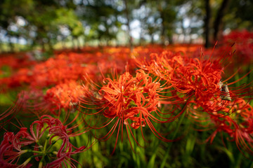 彼岸花の写真