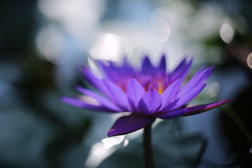 Beautiful and outstanding purple lotus is blooming