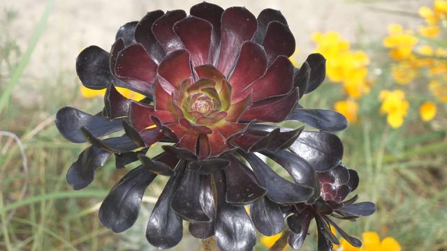 &ldquo;Aeonium Zwartkop&rdquo; - an exotic flower in Cambridge botanic garden.