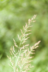Grass closeup