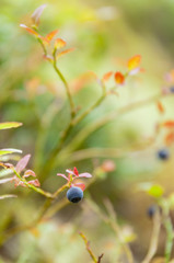 Bilberries in Finland