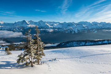 two fir trees in the Bernese Alps with Eiger, Mönch and Jungfrau