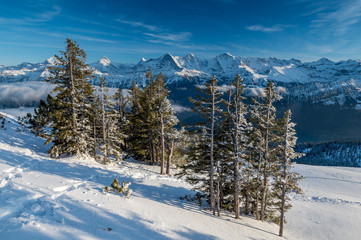 group fir trees in the Bernese Alps with Eiger, Mönch and Jungfrau