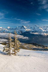 two fir trees in winter in the Bernese Alps with Eiger, Mönch and Jungfrau