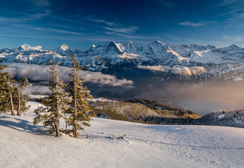 two fir trees in winter in the Bernese Alps with Eiger, Mönch and Jungfrau with Lake Thun