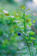 Bilberry Finland