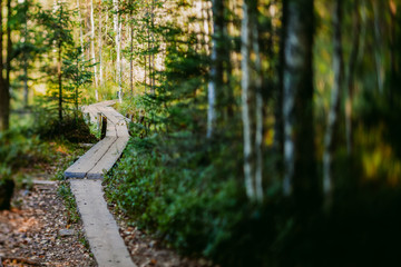 Nuuksio Finland Path