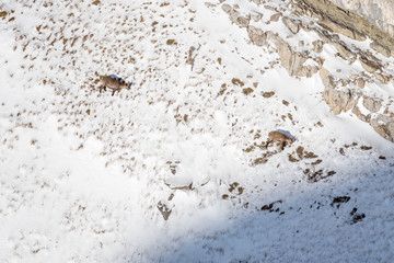 two ibex on a rock cliff in winter