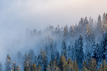 misty winter forest with fog