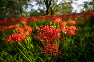 彼岸花の写真