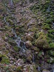 Close up shot of a mossy rock in a lush forest. The moss is lush green and and covers the entire rock.