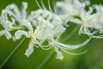 白い彼岸花の写真