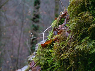 Close up shot of a mossy rock in a lush forest. The moss is lush green and and covers the entire rock.