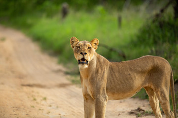 A pride of lions patrolling and doing a little hunting. One found a dead impala lamb and ran off with its prize
