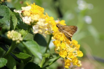 butterfly on a flower