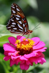 butterfly on flower