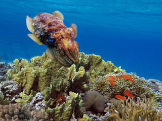 Cuttlefish Camouflage Underwater © vlad61_61