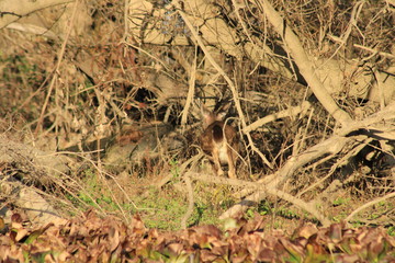Yearling Blacktail Deer in a forest in Northern California.