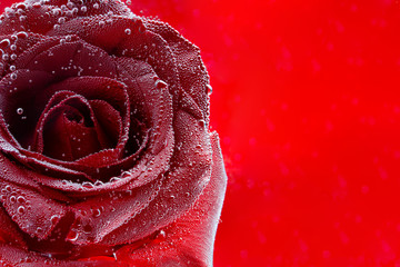 Red rose under water on a red background with space for congratulations on your wedding, happy valentine's day, or happy birthday. Art