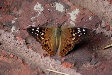 Fototapeta na wymiar Butterfly on Brick