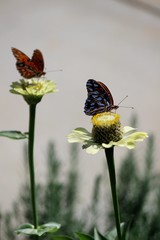 butterfly on a flower