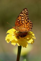 butterfly on a flower