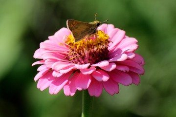 Butterfly sipping in the summertime