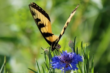 Tiger Swallowtail on a Bachelor Button