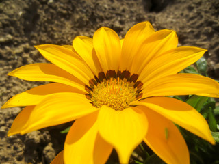 yellow flower