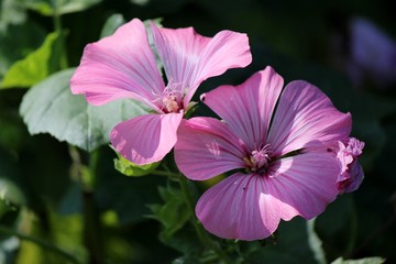 Fototapeta premium Beautiful Rose Mallow
