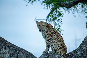 Beautiful young female leopard resting in the branches of a marula tree in the blue light of dusk.