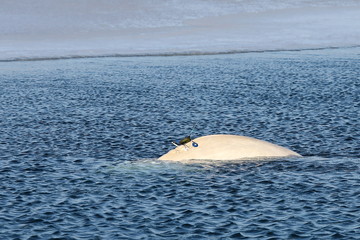Beluga whale or White whale (Delphinapterus leucas) swimming on sea surface near the edge of ice floe. Wild sea mammal in natural habitat. Satellite tracking equipment attached on the back of animal.