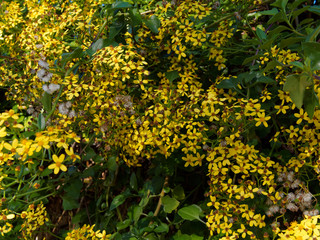 (Senecio angulatus) Séneçon anguleux en massif dense et grimpante vert et jaune légèrement parfumé