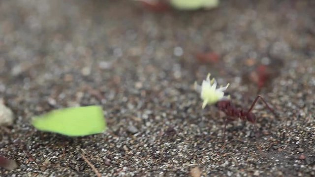 Leaf-cutter Ants Carrying Flowers