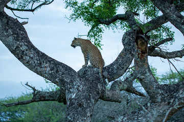 Fototapeta na wymiar Beautiful young female leopard resting in the branches of a marula tree in the blue light of dusk.