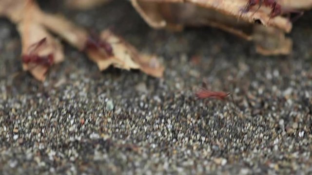 Leaf-cutter Ants