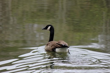 canada goose in water