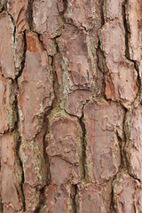 old tree bark
