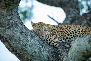 Beautiful young female leopard resting in the branches of a marula tree in the blue light of dusk.