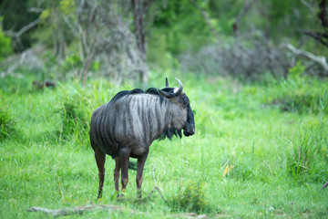 Male blue Wildebeest viewing his territory