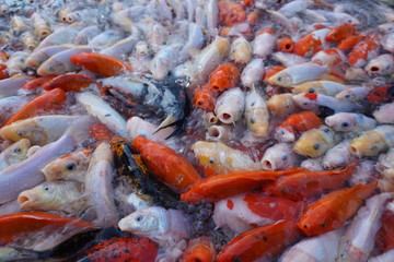 Obraz na płótnie Canvas 鯉　自然　魚　赤　水