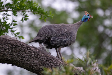Guinea fowl roosted in a tree looking for danger