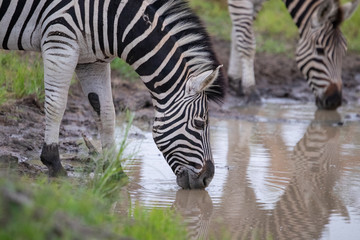 Fototapeta na wymiar Zebra coming to drink at a small watering hole in the greater kruger.