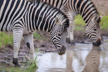 Fototapeta na wymiar Zebra coming to drink at a small watering hole in the greater kruger.
