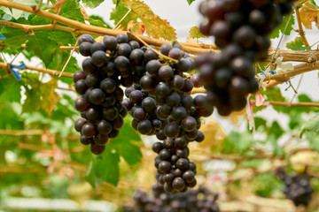 Grape fruit close up sunny light