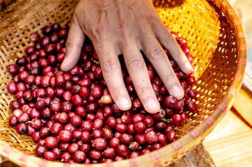 Freshly picked coffee beans in a wooden basket