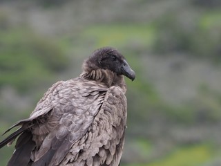 Andean Condor, Rio Verde, Chile, Patagonia