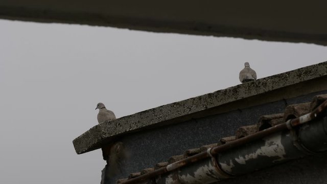 Two birds Streptopelia decaocto on roof in HQ 4K slow motion. 